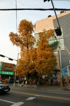 가을 은행나무 의 사진
