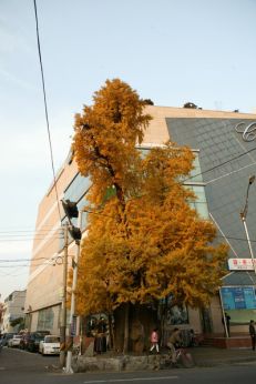 가을 은행나무 의 사진2