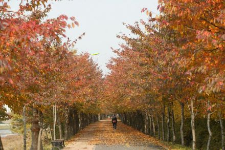 가을 금천한내 의 사진