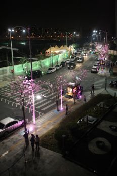 벚꽃축제-청사광장주변 야경 의 사진12