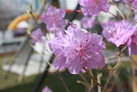 진달래꽃 의 사진22