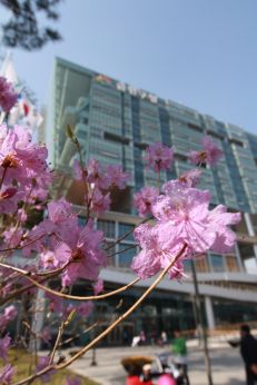 진달래꽃 의 사진50