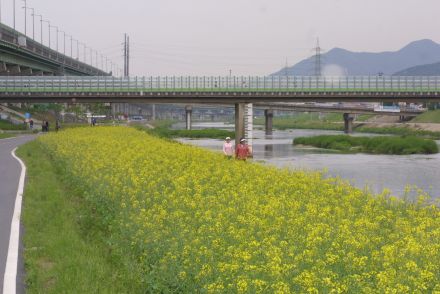 금천한내 유채꽃 의 사진19