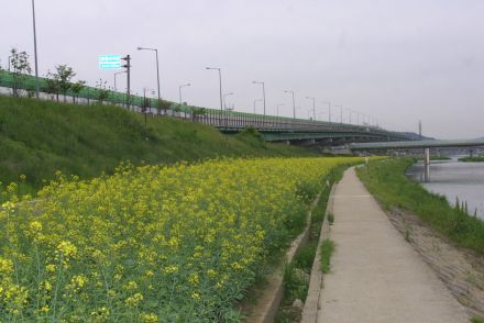 금천한내 유채꽃 의 사진25