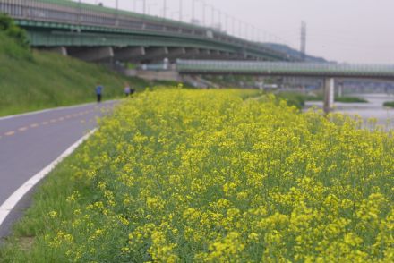 금천한내 유채꽃 의 사진32