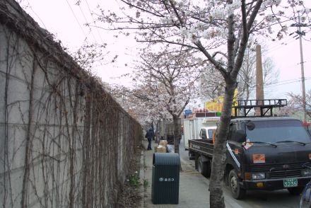 2006 금천벚꽃축제 의 사진195