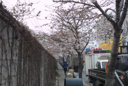 2006 금천벚꽃축제 의 사진196