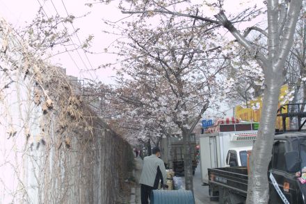 2006 금천벚꽃축제 의 사진198