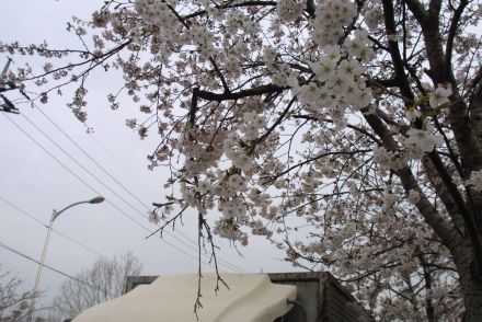2006 금천벚꽃축제 의 사진203