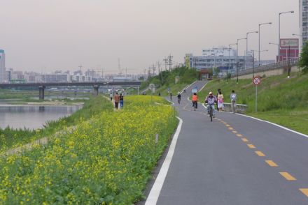 금천한내 유채꽃 의 사진43