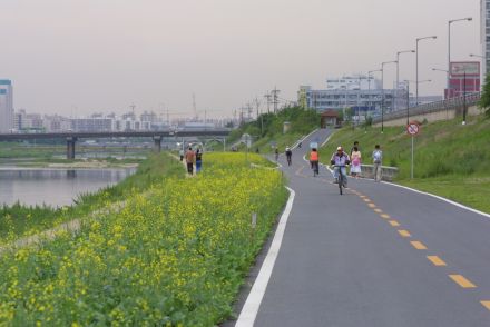 금천한내 유채꽃 의 사진44