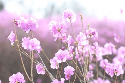 진달래꽃 의 사진14
