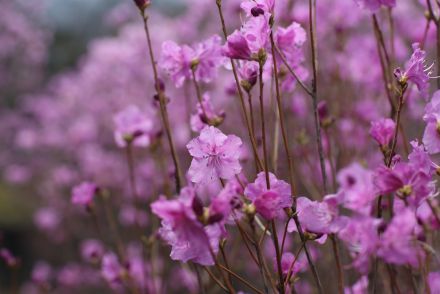진달래꽃 의 사진18