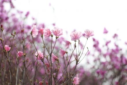 진달래꽃 의 사진24
