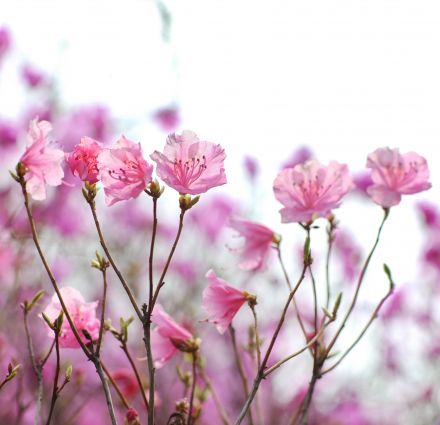 진달래꽃 의 사진25