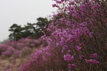 진달래꽃 의 사진30