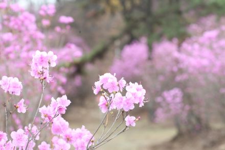 진달래꽃 의 사진33