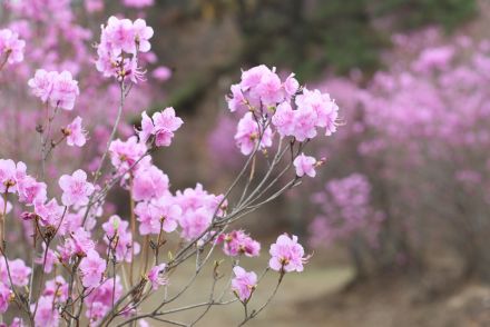 진달래꽃 의 사진35