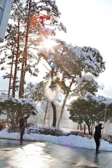 눈(雪)  의 사진