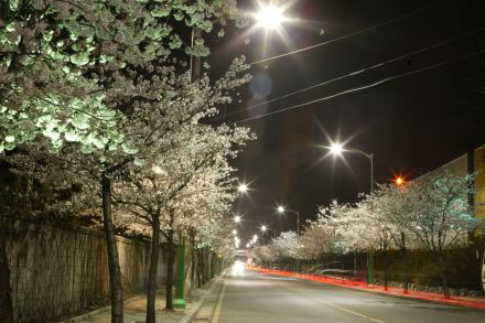 벚꽃십리길 야경 의 사진2