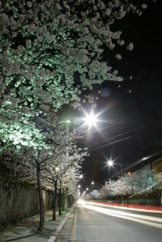 벚꽃십리길 야경 의 사진3