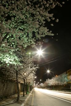 벚꽃십리길 야경 의 사진4