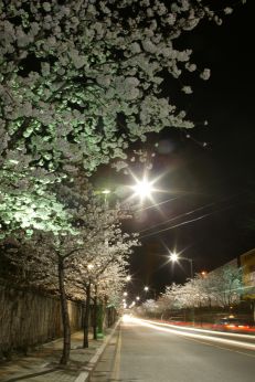 벚꽃십리길 야경 의 사진5