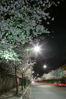 벚꽃십리길 야경 의 사진7