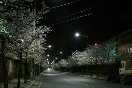 벚꽃십리길 야경 의 사진9