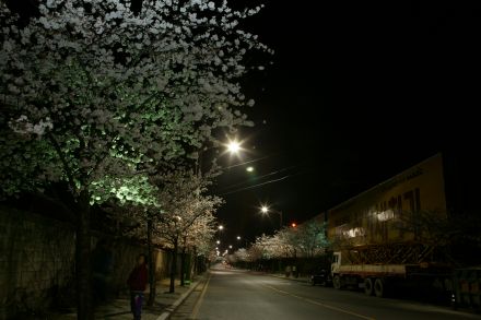 벚꽃십리길 야경 의 사진10