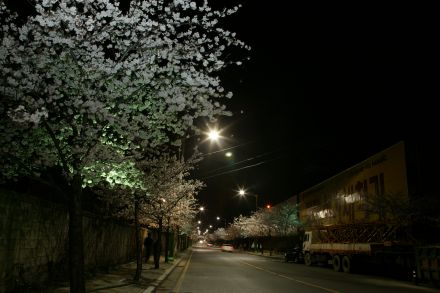 벚꽃십리길 야경 의 사진12