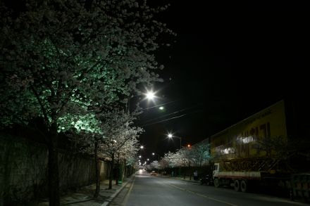 벚꽃십리길 야경 의 사진13