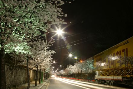 벚꽃십리길 야경 의 사진15