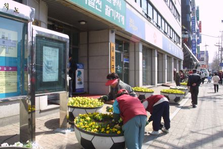 구청 앞 새봄맞이 꽃 단장 의 사진2