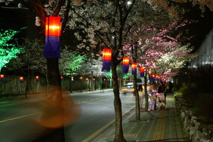 2005 벚꽃십리길(야간) 의 사진2
