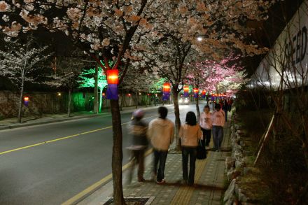 2005 벚꽃십리길(야간) 의 사진3