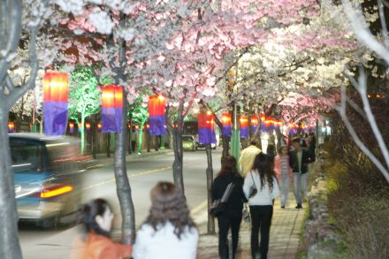 2005 벚꽃십리길(야간) 의 사진4
