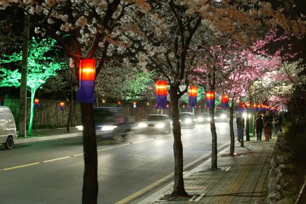 2005 벚꽃십리길(야간) 의 사진5