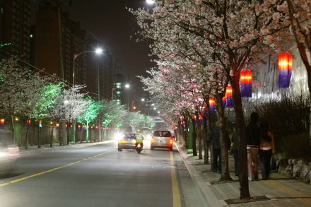 2005 벚꽃십리길(야간) 의 사진6