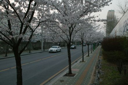 2004 벚꽃십리길 의 사진3