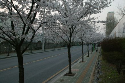 2004 벚꽃십리길 의 사진4