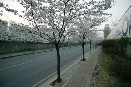 2004 벚꽃십리길 의 사진5