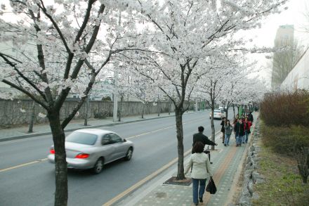 2004 벚꽃십리길 의 사진6