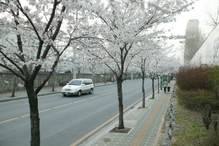 2004 벚꽃십리길 의 사진7