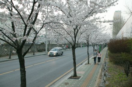 2004 벚꽃십리길 의 사진8