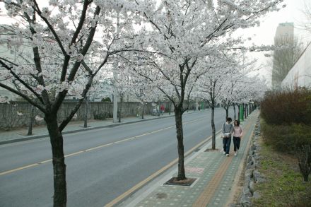 2004 벚꽃십리길 의 사진9