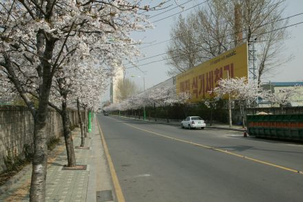 2004 벚꽃십리길 의 사진10