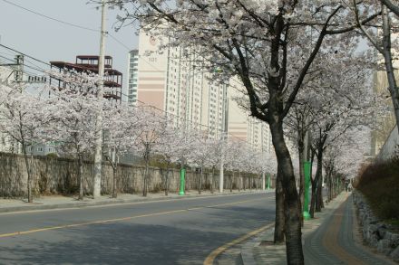2004 벚꽃십리길 의 사진11