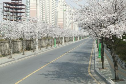 2004 벚꽃십리길 의 사진13