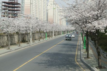 2004 벚꽃십리길 의 사진14